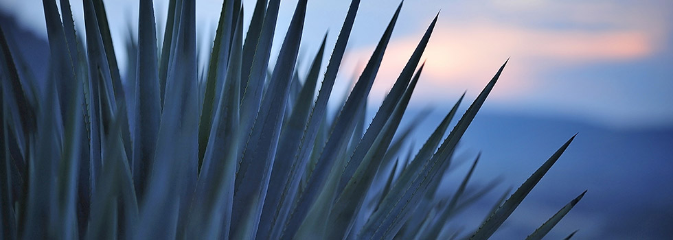 Agave in the Foothills